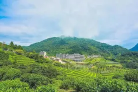 藏在云浮大山里的度假酒店，高山茶园，天然大氧吧，度假胜地图片