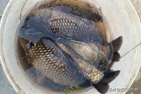 夏季草塘钓大鲫鱼，要先钓浮再钓底，别不信，一钓一个准图片