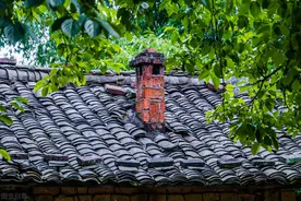 老屋后有棵树，爷爷死活不让砍，说出原因后，家人赞同他的做法图片