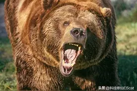 一印度男子参与斗鸡，意外被鸡伤了性命。斗鸡何以如此凶狠图片