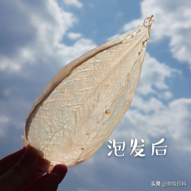 印尼的花胶好吗 2026年印尼花胶怎么样 印尼的花胶好吗 2026年印尼花胶怎么样