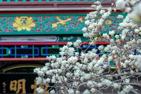 别急！有些春色，藏在玉兰花的花骨朵里……图片
