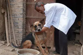 农民大叔家牧羊犬4万不卖，他说救命犬不能卖，咋回事图片