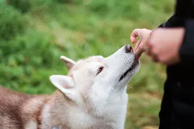 那些坑了无数犬猫的常用药，你给爱宠使用过吗？图片