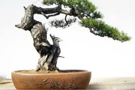 松树盆景上盆，做好几个关键点，树桩长势旺，好造型图片