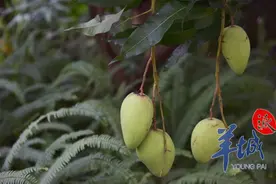 路边绿化芒，请勿摘勿食图片