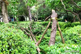 夏游衡阳西湖樱花林，花树东倒西歪 枯死大半，昔日胜景或将不再图片