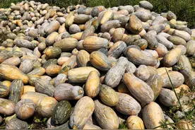 “爱食么个”，全国自强模范人物吕伟涛电商助农之路图片