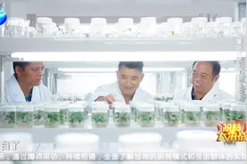 红薯小苗来历非凡视频封面