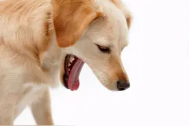 狗狗心脏病有什么症状？如何确诊？如何治疗？图片