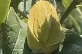 梭罗树和桫椤树区别图片