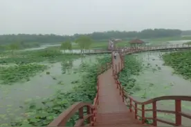 去白洋淀旅游，给身心来一次放假吧图片