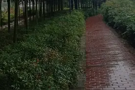 《论如今的鳏夫与寡妇命》图片