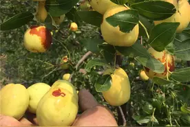 老枣树已不符合新时代，如何更换新品种，提高效益？您可高接换优图片