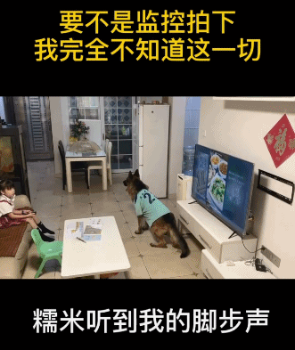 逆天的狗子帮小学生骗父母，网友笑成鹅叫，论智商狗子和孩子赢了图片