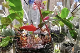 塑料瓶剪几刀，做成“垂吊”花盆，养绿萝、吊兰太方便了图片