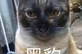 猫咪有多爱钻火灶？别闹 cos喵青天呢图片