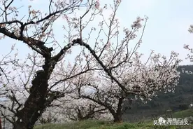 遵义这里的樱桃树开花了图片