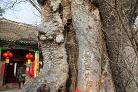千年榔榆树守护一处清净的地方，当您心情烦躁时可来这里寻找慰藉图片
