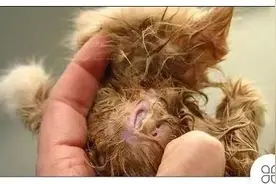 猫的皮下补液和注射位点脓肿图片