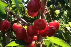 中国樱桃第一镇—天宝镇图片
