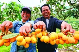 枇杷熟了！桂林龙胜龙甸村今年枇杷又获丰收，产量可达10万多斤图片