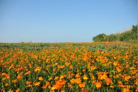 周杰伦唱着花海，我们看着花海，东海五渔村渔你有约图片