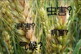 小麦后期产生白穗？了解成因才能防图片