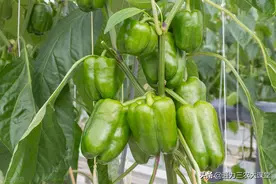 辣椒不能施什么肥料，辣椒高产专用叶面肥，喷施三遍促长防病增产图片