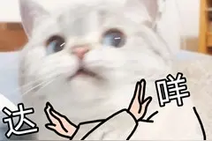 如何调教出温顺的猫咪？这个社会化训练可不能少图片