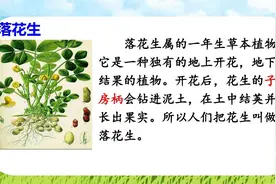 五年级语文上册第二课《落花生》课文解析，暑假预习的好帮手图片