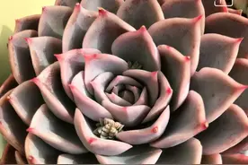 纸短情长啊，道不尽太多涟漪，我的故事都是关于多肉图片