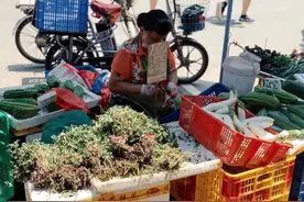 广州菜场青草药图鉴，我打赌这些“野菜”你没见过图片