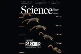 Science封面：松鼠运气为什么总是“好到爆”？图片