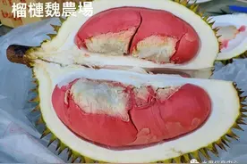 榴莲不再是热带气候独有的，与深圳同一纬度的屏东成功种出猫山王图片