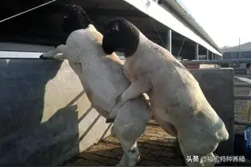 抗寒品种羊杜泊羊冬季饲养办法，杜泊母羊与小尾寒羊公羊杂交优点图片