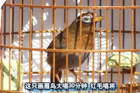 不怕人的画眉鸟大唱30分钟，这画眉鸟叫声真连贯！悦耳好听！视频封面
