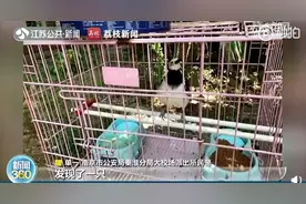 真的太像了！小鸟叫声酷似防盗警报！图片