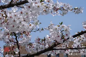 嘉兴这所大学樱花盛放图片