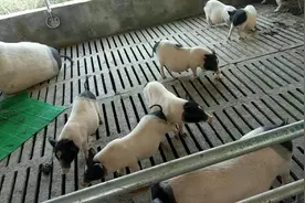 杂交构树喂猪 猪肉鲜嫩图片