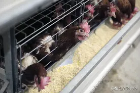 想知道养鸡场什么样吗？进来看一看图片