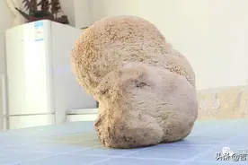 大爷上山偶得“超可爱”猴头菇，长这么大一定...很好吃图片