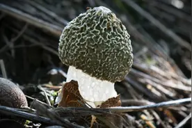 菌中皇后竹荪，美味又减脂，不愧是宫廷贡品图片