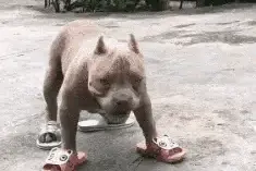 搞笑GIF——摩擦摩擦，魔鬼的步伐图片