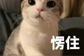 突然传出惨叫声！4米长巨蟒生吞一只大黑羊，现场画面触目惊心图片