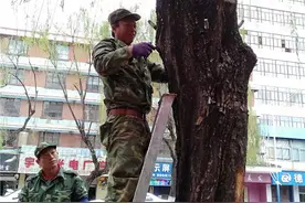 治柳絮 有妙招图片