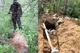 棕熊化身“掘墓者”疯狂盗墓偷尸体，遇熊装死无异于“送餐上门”图片