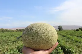 你吃过17.5°橙吗？来自新疆的哈密瓜比它更甜，甜度值可达18°图片