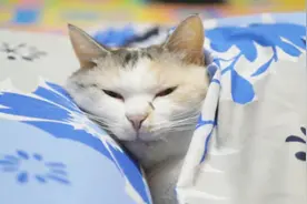 开始入冬，又到了猫咪钻被窝的季节，猝不及防就萌你一脸视频封面