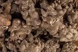 猫爪草专攻结节的一味药图片